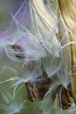 Seedpods